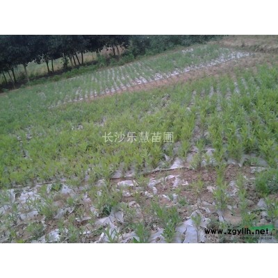 湖南法國冬青，日本珊瑚樹 法國冬青綠籬 法國冬青苗木價格