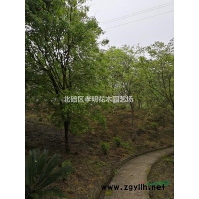 珊瑚（法國冬青）