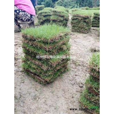 湖南郴州紅葉石楠球，紅葉石楠小苗降價了