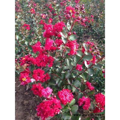 紅葉石楠球 紅葉石楠球價格