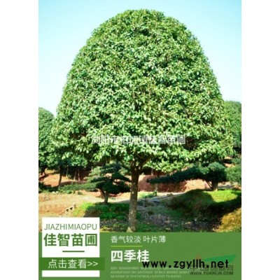 湖南佳智羅漢松/造型黑松/瀏陽原生香樟樹/精品紅葉石楠