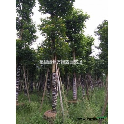 精品紅葉石楠球 精品兩米紅葉石楠球 三米紅葉石楠球