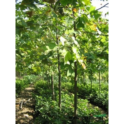 紅葉石楠供應/紅葉石楠圖片