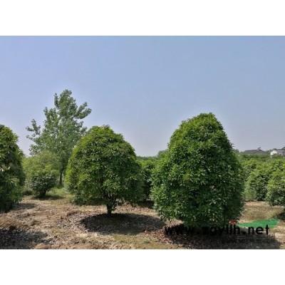 供應本石楠及紅葉石楠