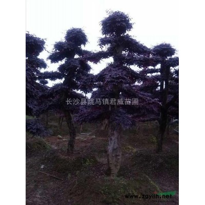 湖南長沙君威苗圃長期供應，金森女貞，金森女貞小苗。