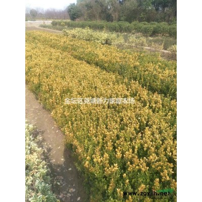 江蘇常州地區苗圃供應：【金森女貞球】