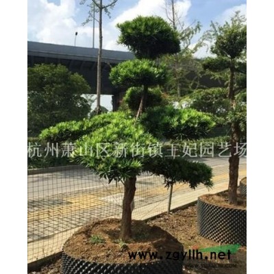 紅葉石楠球3圖片\紅葉石楠球3報價