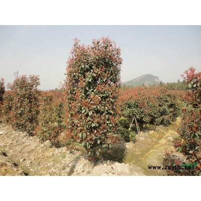 金森女貞工程苗