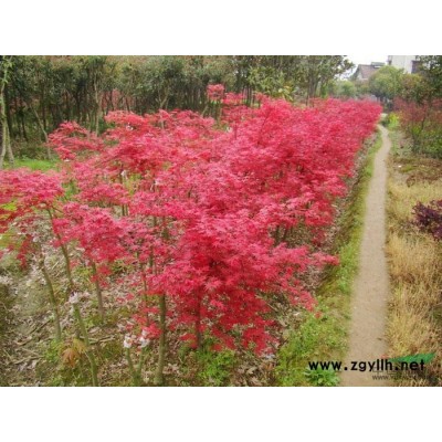 提供優質紅花繼木· 杜鵑·紅葉石楠· 金森女貞等綠化工程小苗