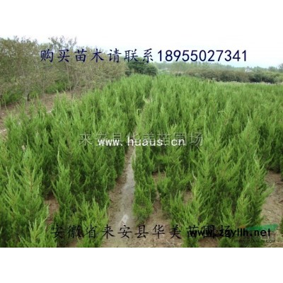 滁州1.5米冠幅紅葉石楠球