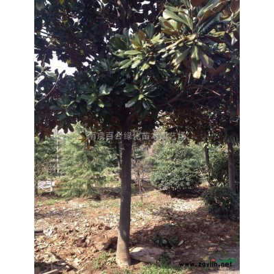 紅葉石楠球、大葉女貞價格