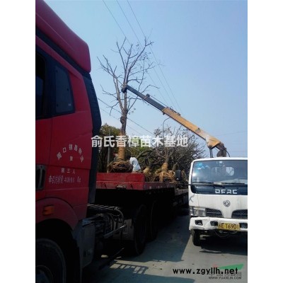 批發供應：紅葉石楠新種子20元/斤