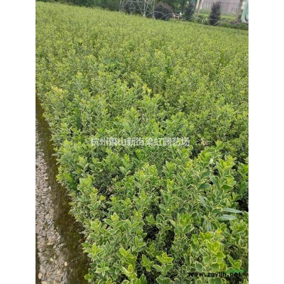 法國冬青，2022年法國冬青價格，法國冬青