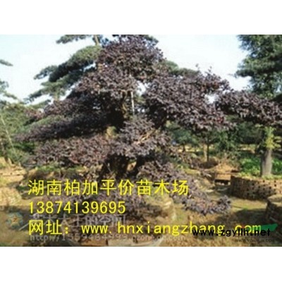 紅花繼木球 紅葉石楠球 金葉女貞球 金邊黃楊球 杜鵑球 茶花球