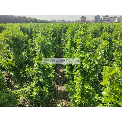 青珊瑚、法國冬青-規格*