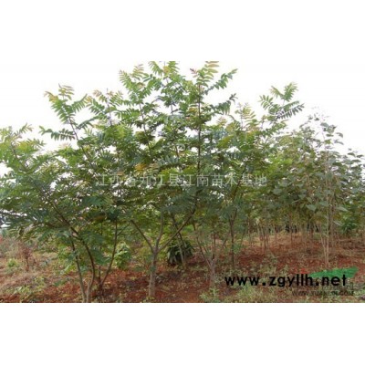 法國冬青1報價/江西法國冬青1報價