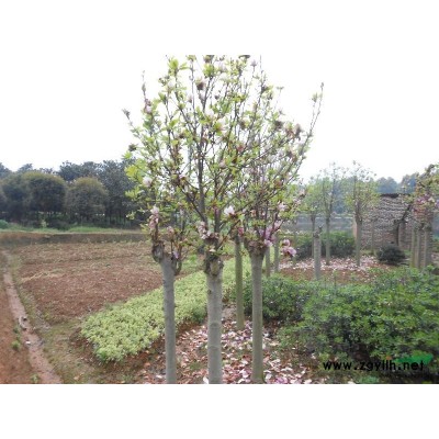 30-300cm冬青.50-150cm冬青 柱、重生法國(guó)冬青