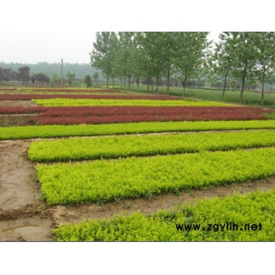 法桐、蜀檜、紫薇、紅王子錦帶、紅葉石楠