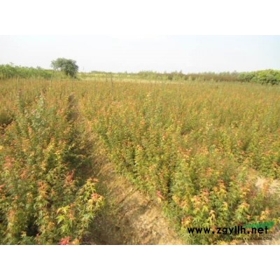 供應(yīng)紅葉石楠球 海桐球/安徽紅葉石楠球 海桐球低價(jià)格批發(fā)