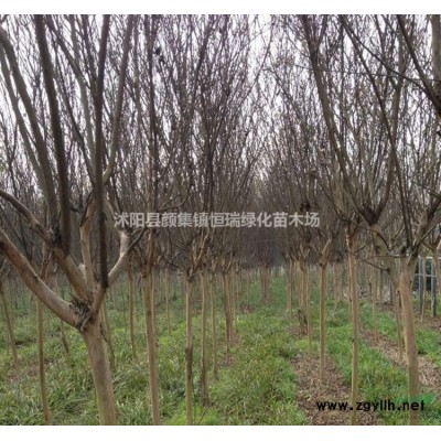 精品紅葉石楠球 紅葉石楠球基地 紅葉石楠球苗圃批發(fā)直銷