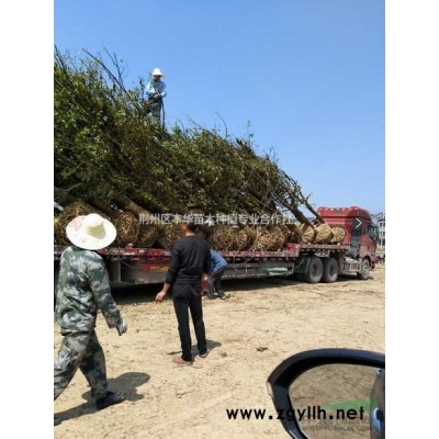 供應(yīng)4-20紅葉石楠