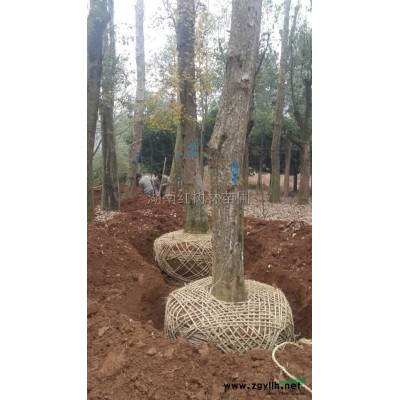 金森女貞、金森女貞基地、金森女貞球、金森女貞小苗