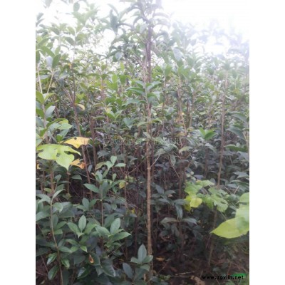 安徽高桿紅葉石楠介紹