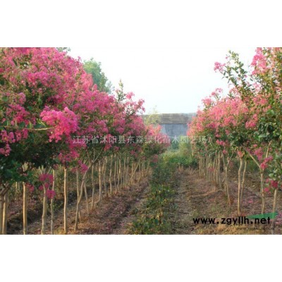 紅葉石楠.金森女貞.金邊黃楊.云南黃馨.金絲桃. 四季玫瑰