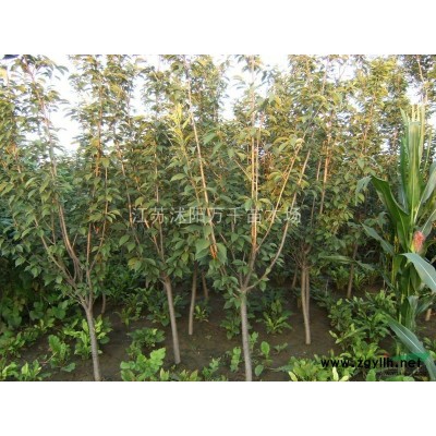 海桐球基地 海桐苗 海桐小苗.紅葉石楠、金森女貞、