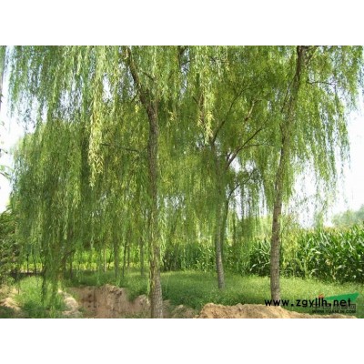 紅葉石楠盆苗   紅葉石楠球