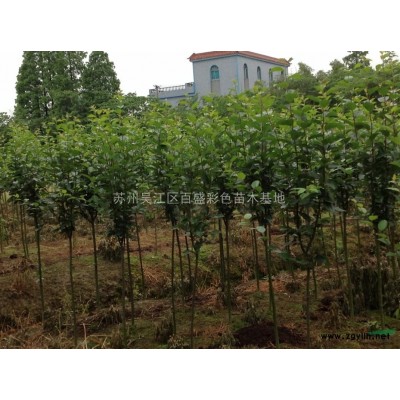 蘇州供應優質紅葉石楠 價格從優