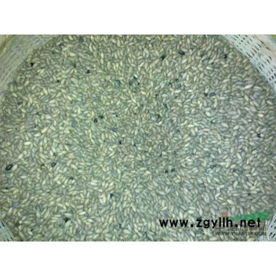 江西紅葉石楠4介紹