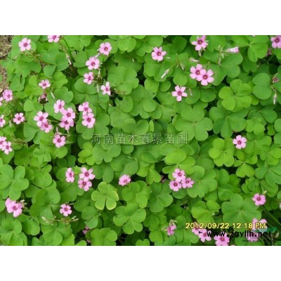 高桿石楠，紅葉石楠球，石楠，石楠樹