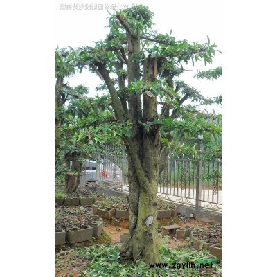 供應(yīng)欏木石楠.欏木石楠嫁接紅葉石楠苗.紅葉石楠嫁接造型苗