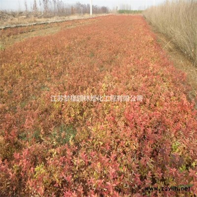 法國冬青5圖片/法國冬青5報價