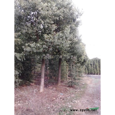 法國冬青(法青、珊瑚)