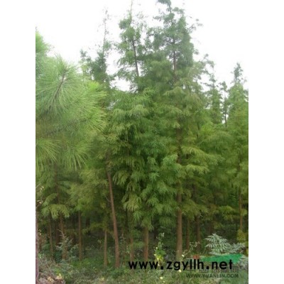 法國(guó)冬青圖片\法國(guó)冬青報(bào)價(jià)