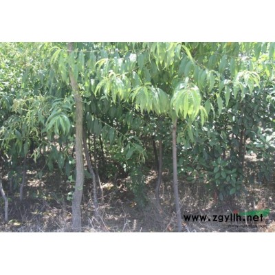 大量供應河南高桿紅葉石楠2-3-4公分