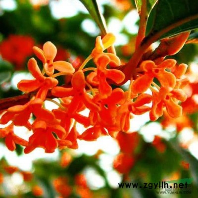 福建紅葉石楠供應(yīng)/福建紅葉石楠價(jià)格