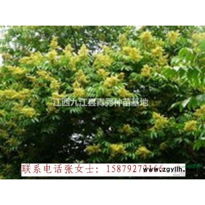 紅葉石楠|九江紅葉石楠出售|江西紅葉石楠供應商|紅葉石楠