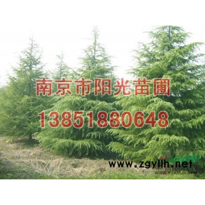 供應：高桿紅葉石楠