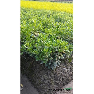 金森女貞球，金森女貞球供應，蕭山苗木，2022年金森女貞球價