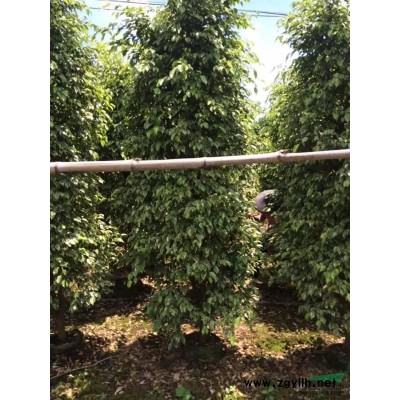 紅葉石楠球 紅葉石楠球價(jià)格 福建紅葉石楠球