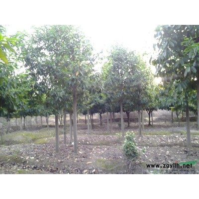 樂慧苗圃大量供應金葉女貞，金森女貞