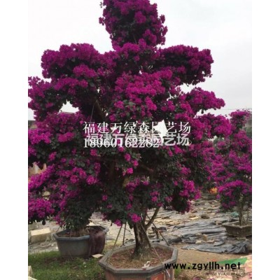 福建紅葉石楠杯苗銷售，漳州紅葉石楠袋苗價格，紅葉石楠批發