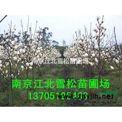 金森女貞價格 金森女貞報價