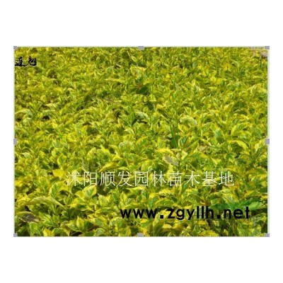 金森女貞行情報(bào)價(jià)-圖片展示-產(chǎn)地直銷-規(guī)格*