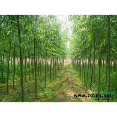 山東金森女貞價格/金森女貞圖片