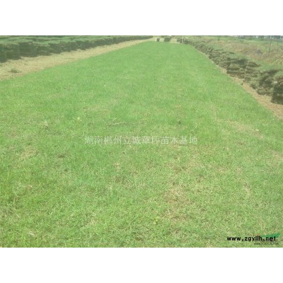 湖南供應紅葉石楠