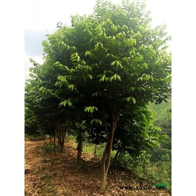 福建南靖和溪地區供應4-8公分徑粗，高1.5-3米紅葉石楠